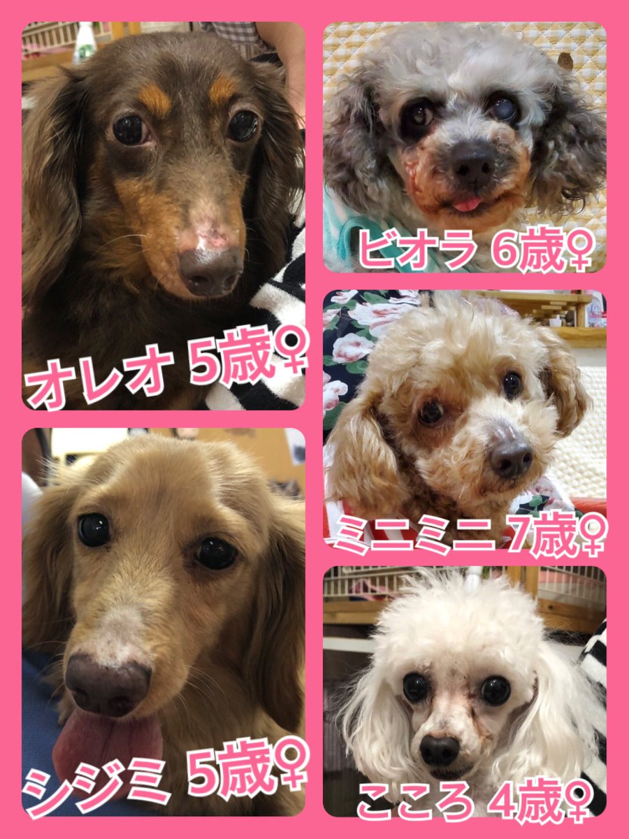 🐾今日の里親様募集中ワンコ🐶メンバーです🐾2020,5,18